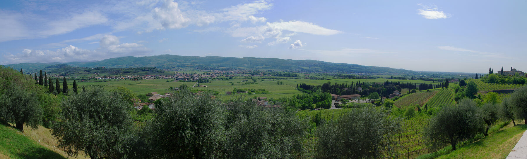Grüne Weinberge und Olivenhaine der Valpolicella mit sanften Hügeln bei Pedemonte